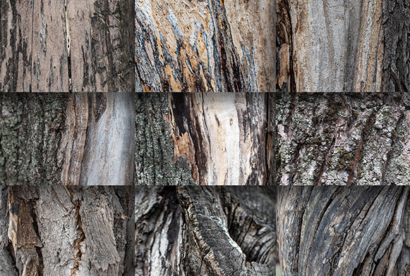 free tree photoshop textures
